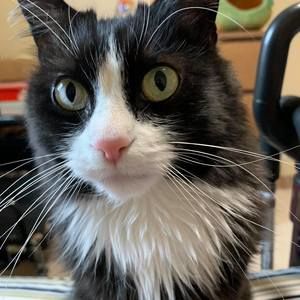 Meet your Posher, Nanabah